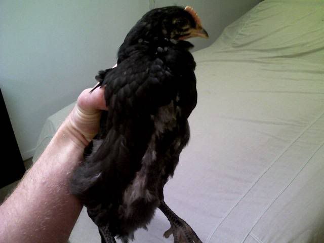 myaustralorp1.jpg