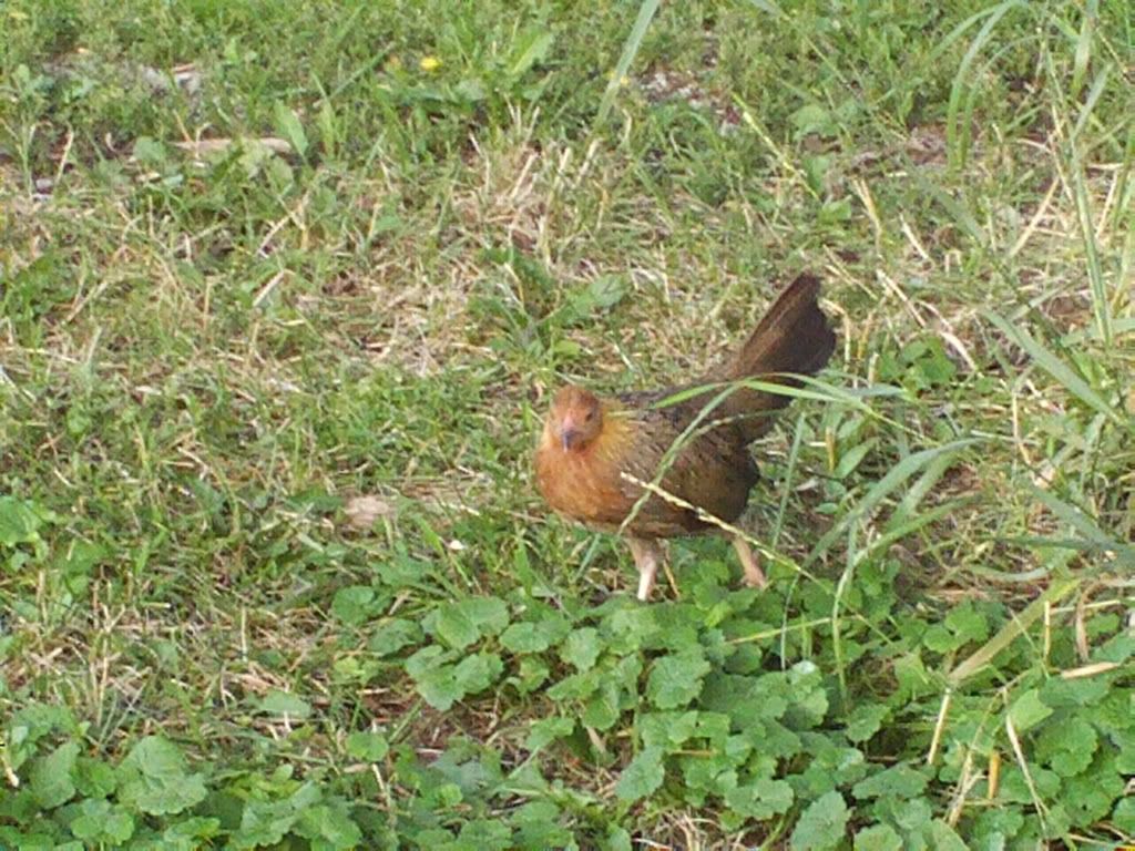 chickens014.jpg