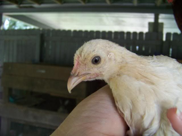 Bantamcochins020.jpg