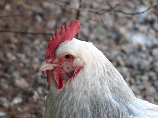 IMG_0421%5B1%5D