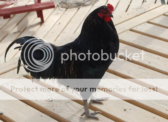 araucana014.jpg