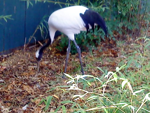 DSC08438.jpg