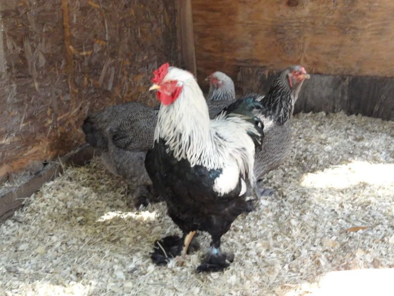 Chickens_2011016.jpg