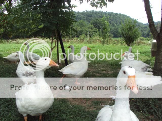 DSC01000.jpg