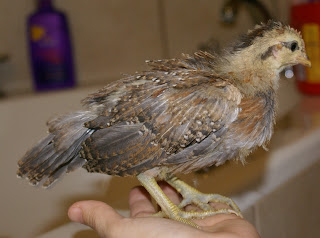 redbluecockerel2.jpg