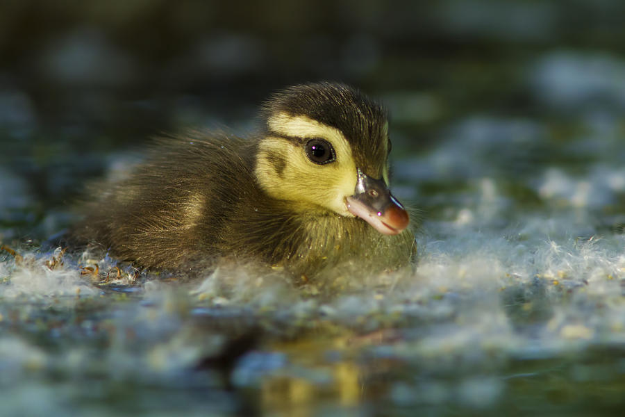 baby-wood-duck-mircea-costina-photography.jpg