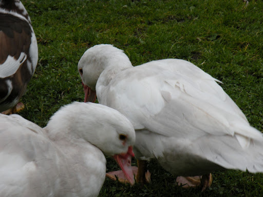 DSCN5433.JPG