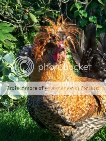 crelecockerel.jpg