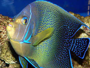 koran-angelfish.jpg
