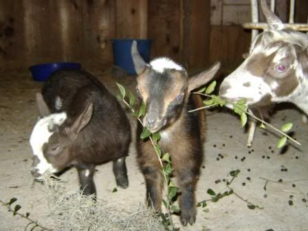 goatfamily.jpg