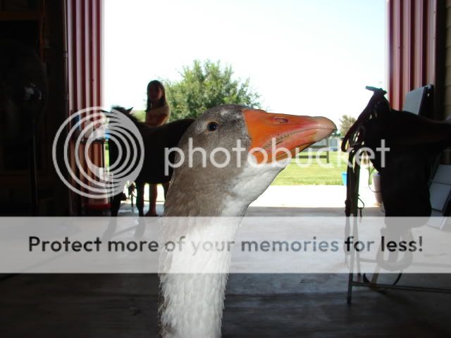 NoseyHansel.jpg
