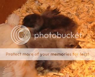 frizzle.jpg