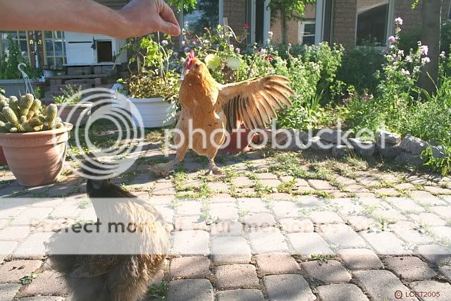 IMG_2637_LCRT2005_springchicken4.jpg