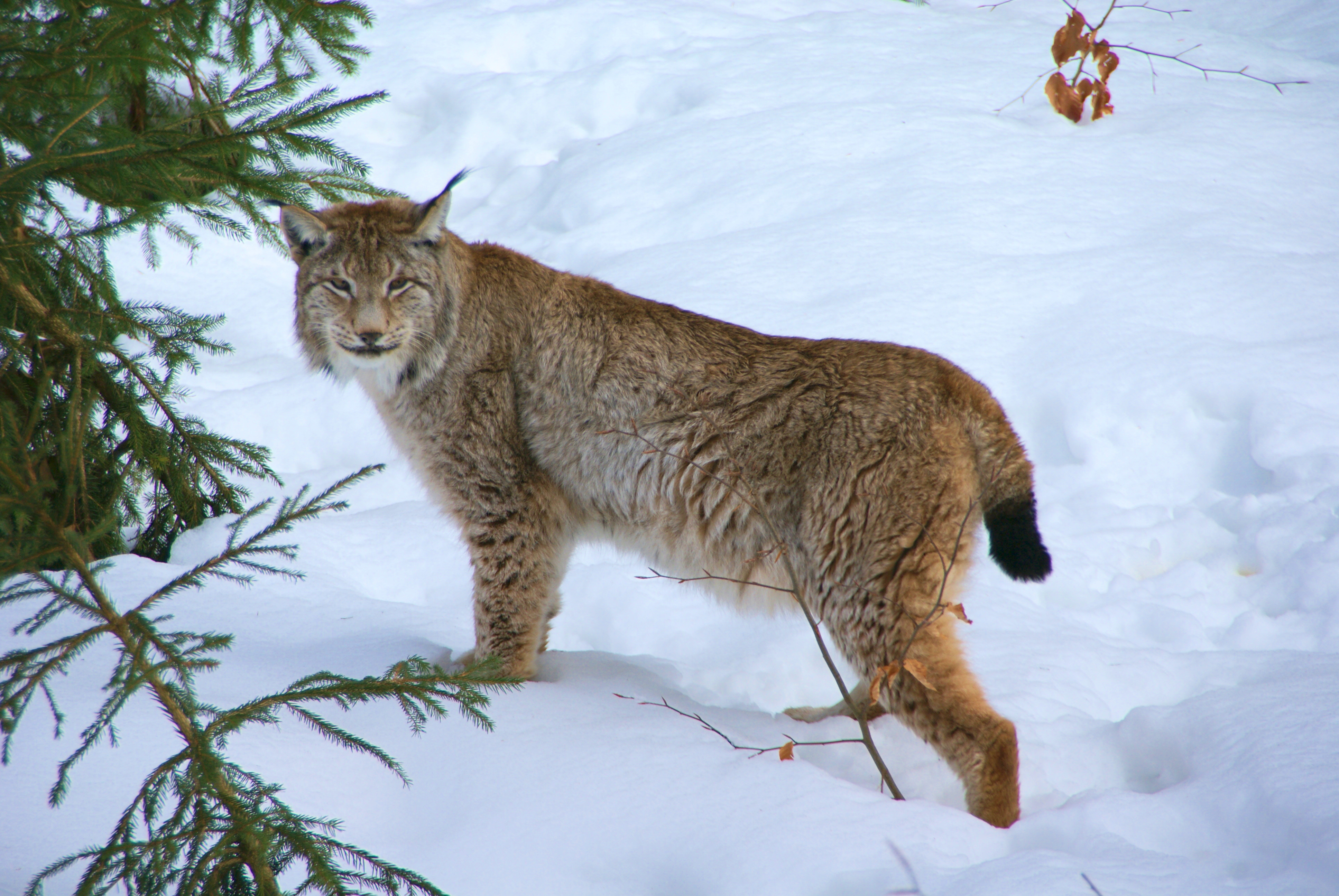 Lynx_Nationalpark_Bayerischer_Wald_01.jpg