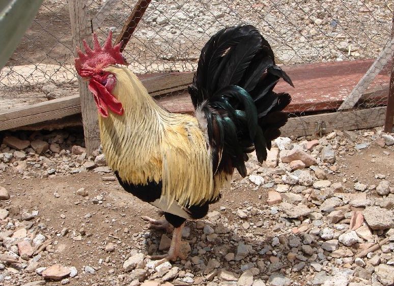 gallo-murciano-high.jpg
