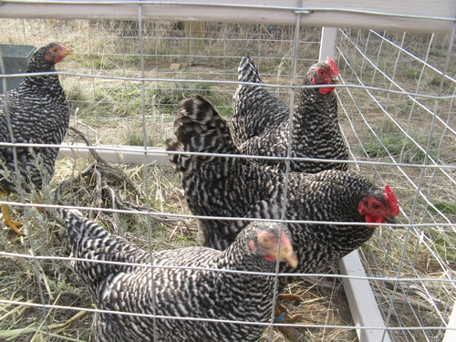 pullets_01.jpg