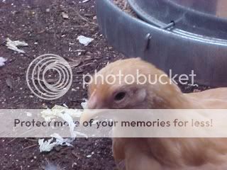 chickenspulucloseup.jpg