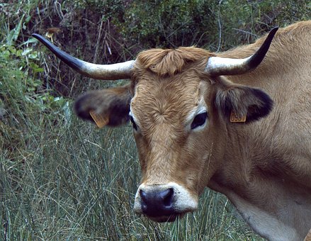 cow-2825864__340.jpg