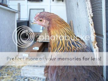 Welsummer-hen-12-weeks.jpg