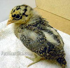 BCupChik2wks.JPEG