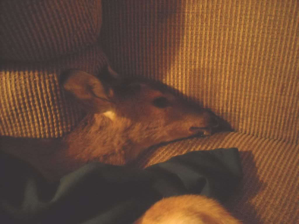 injureddeeronthecouchsmall.jpg