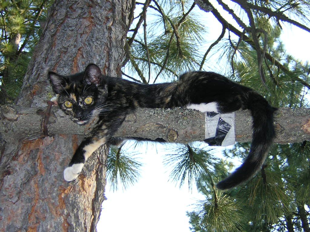 sittingprettyinthetree.jpg