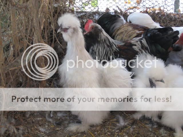 roosters029.jpg