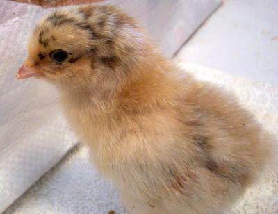 glo-chickMAR2010b.jpg