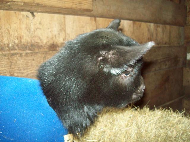 2213_baby_adult_goats_feb_019.jpg