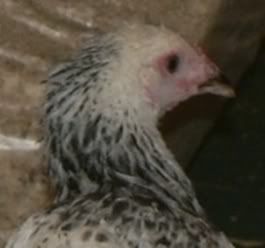 bramagal3b-crop.jpg