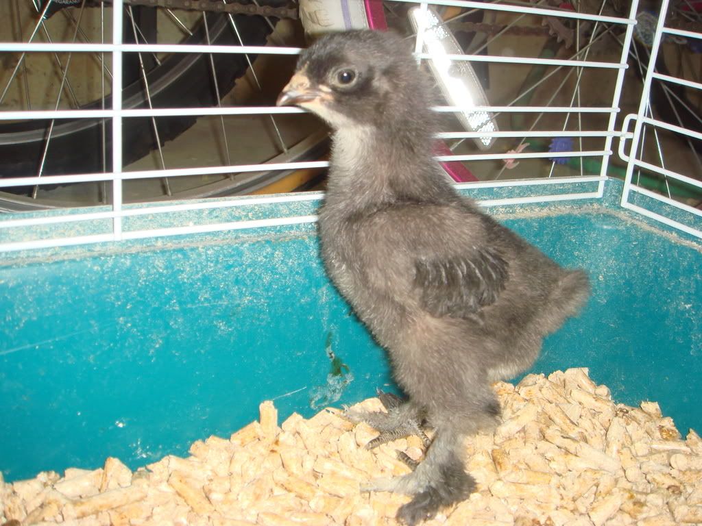 Chicks74and2wks14.jpg