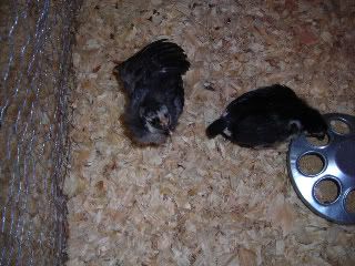 DSCN0389.jpg