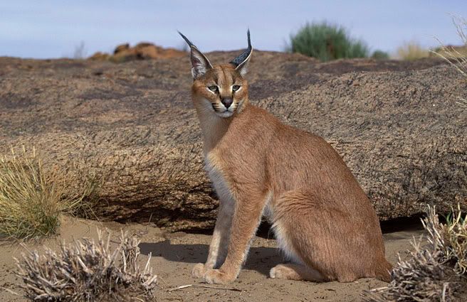 caracal1.jpg