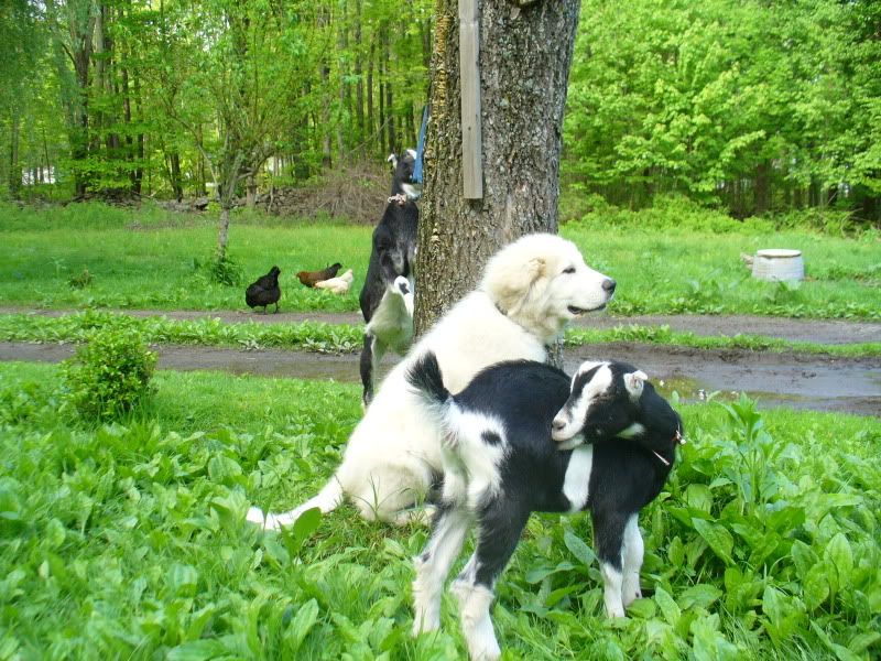 Misiu-Goats1.jpg