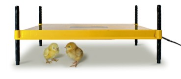 EcoGlow50-chicksweb.jpg