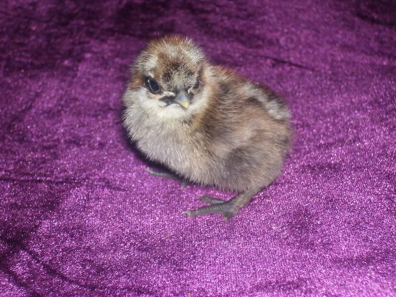 Chicks010.jpg