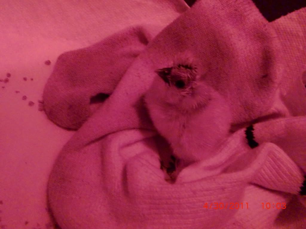 babysilkkie009.jpg