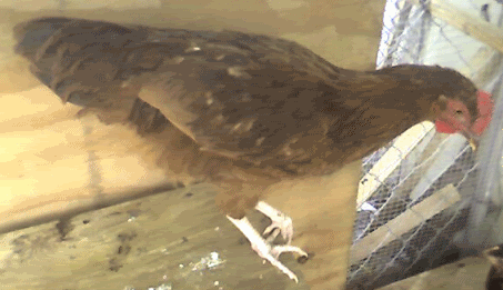 clucky.gif