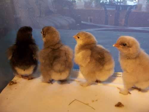 cochins2.jpg