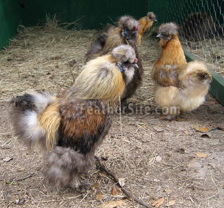 CalicoSilkies.JPEG