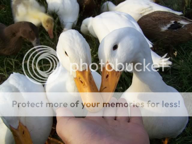 100_6786.jpg