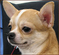 chihuahua_v02b.jpg