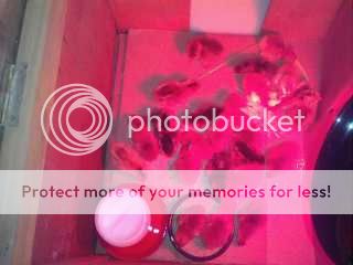 IMG216.jpg