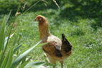 DSC_0077.JPG