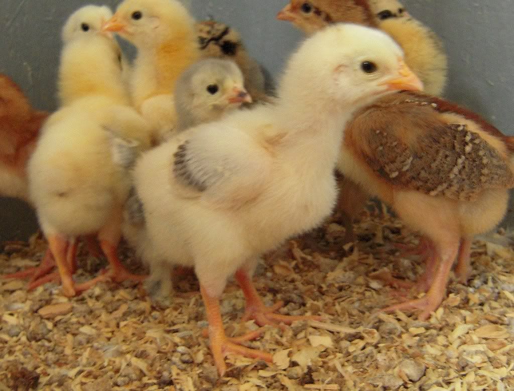 chickens127-b.jpg
