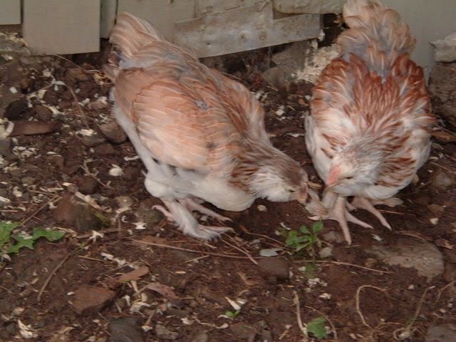 DSCF1376.jpg