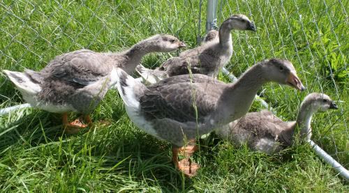 geese2.jpg