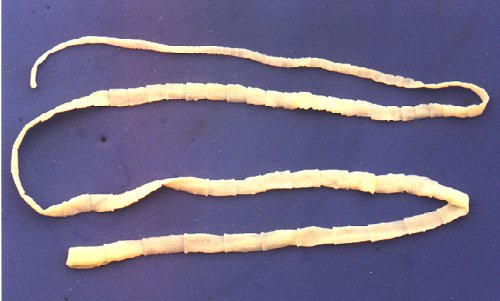 tapeworm.jpg