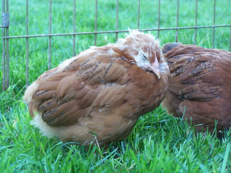 secondhatchchicks026.jpg
