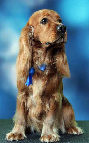 brushing-your-dog-1.jpg